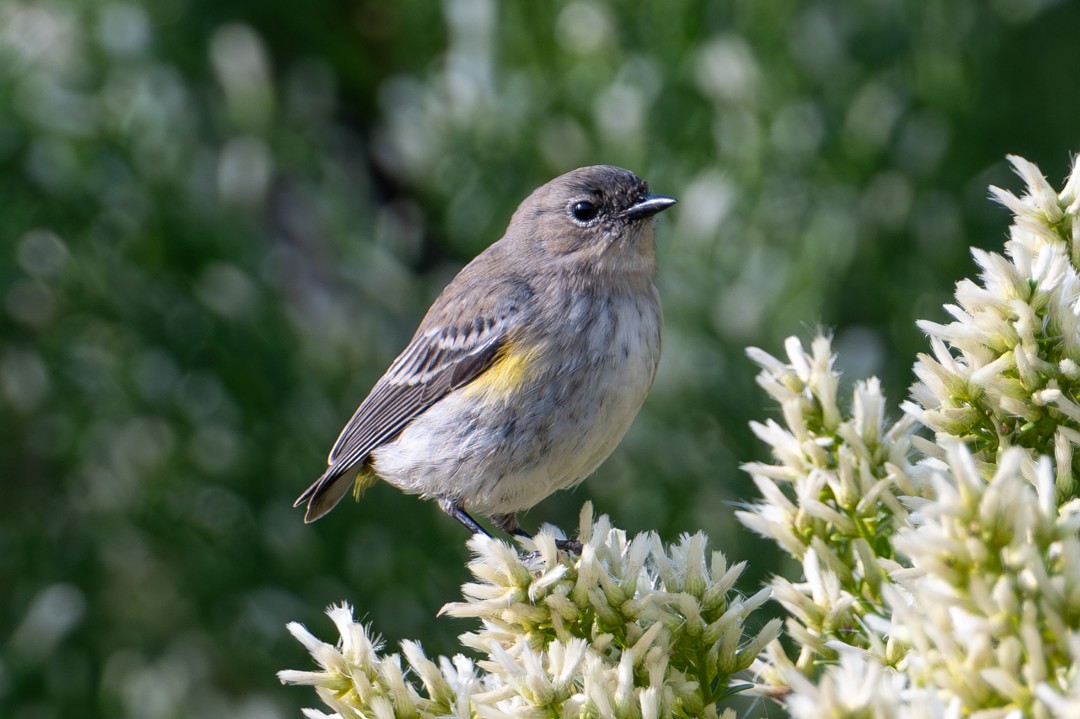 Пісняр-лісовик жовтогузий - ML646026835