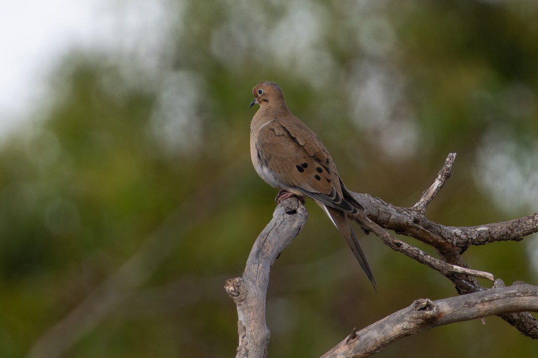 Mourning Dove - ML646026836