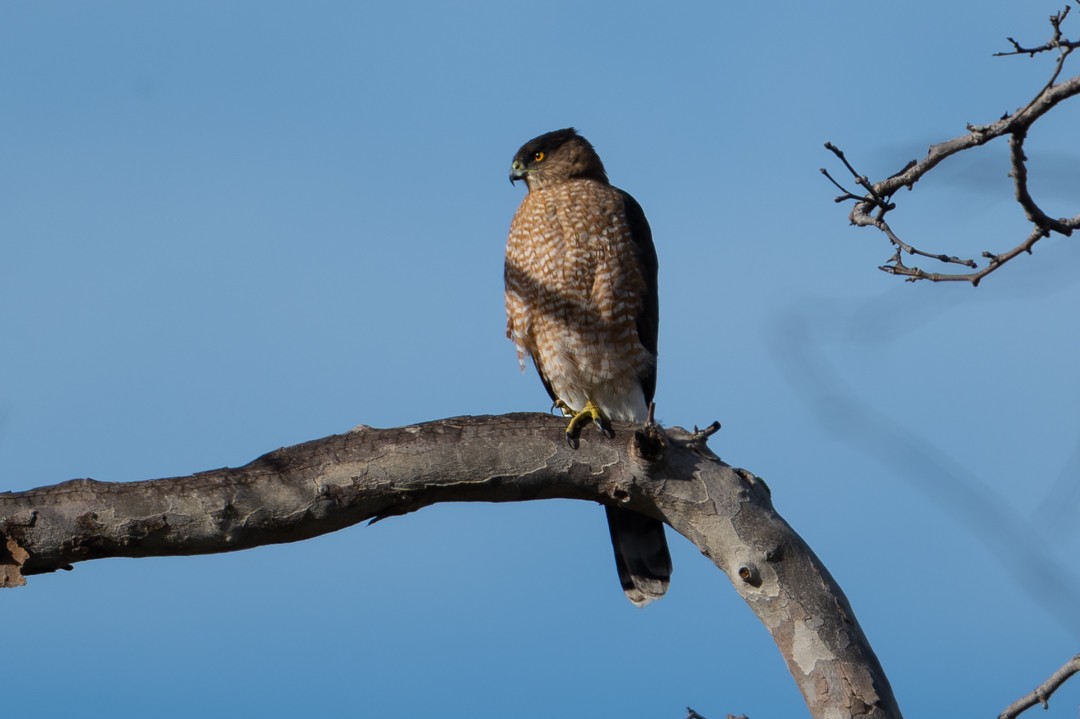 Cooper's Hawk - ML646026839