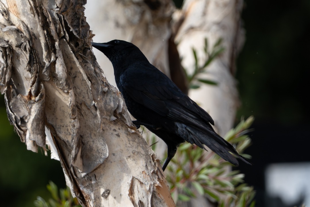 American Crow - ML646026841