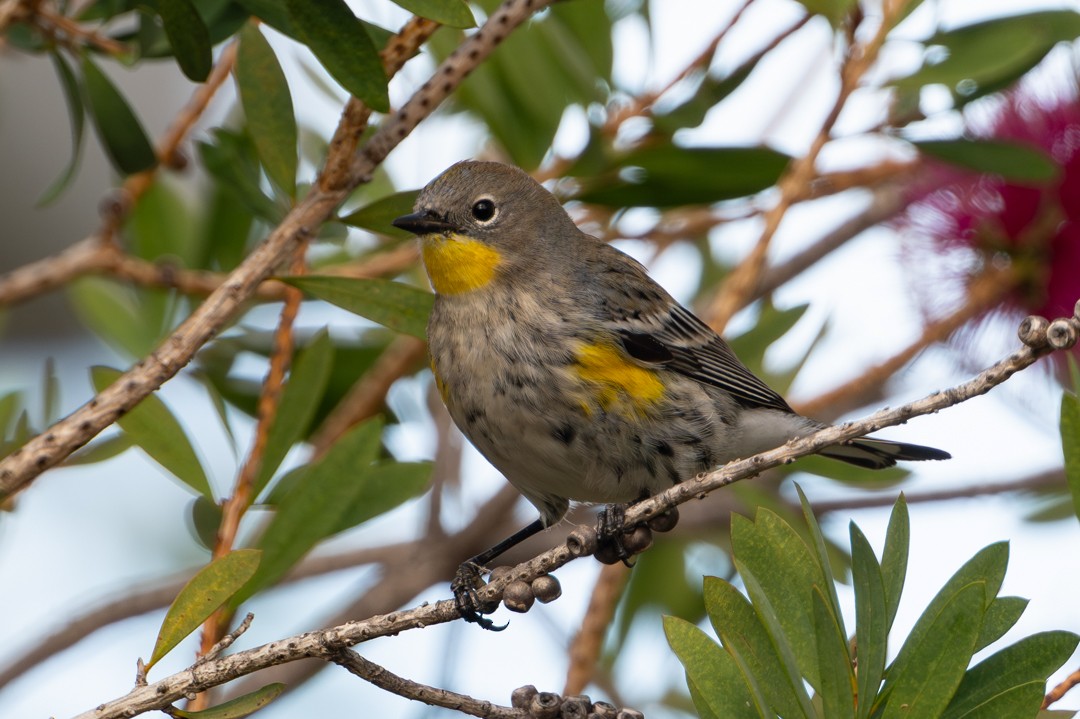 Пісняр-лісовик жовтогузий - ML646026842