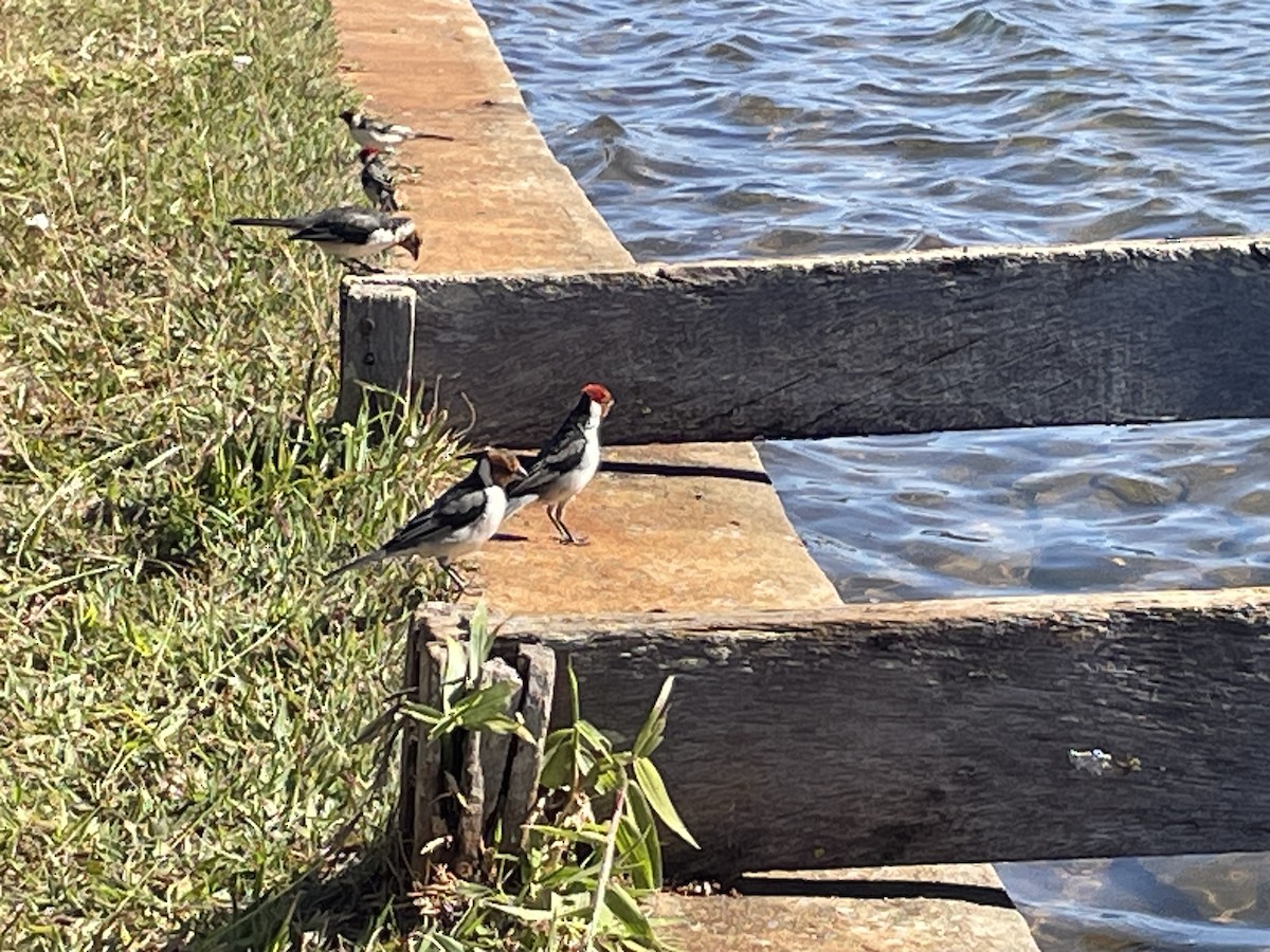 Пароарія бразильська - ML646026846