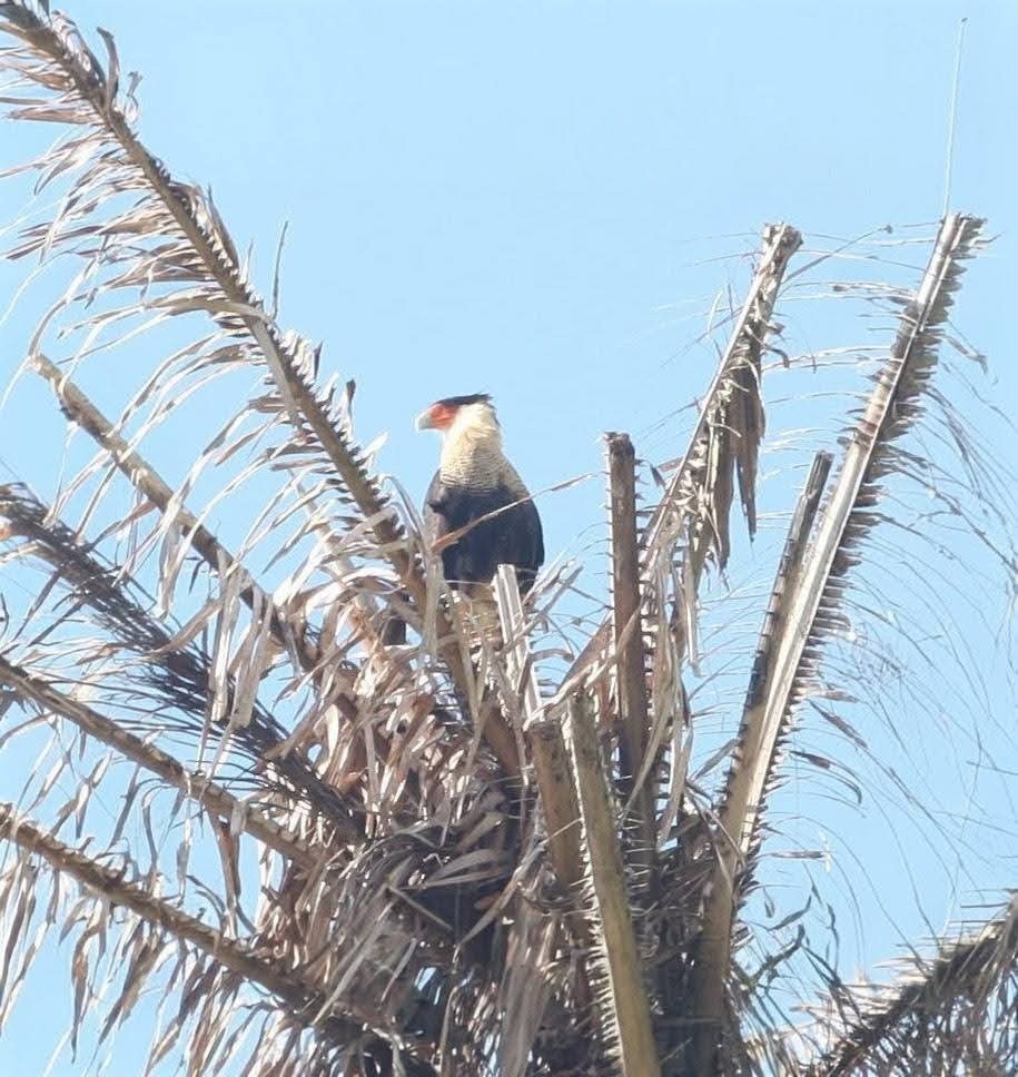 Crested Caracara - ML646026852
