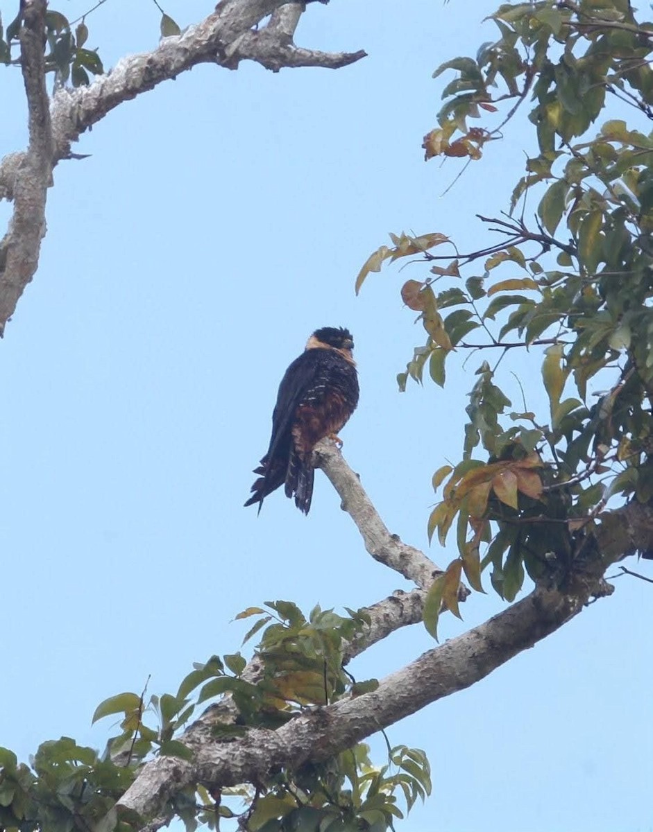 Bat Falcon - ML646026853