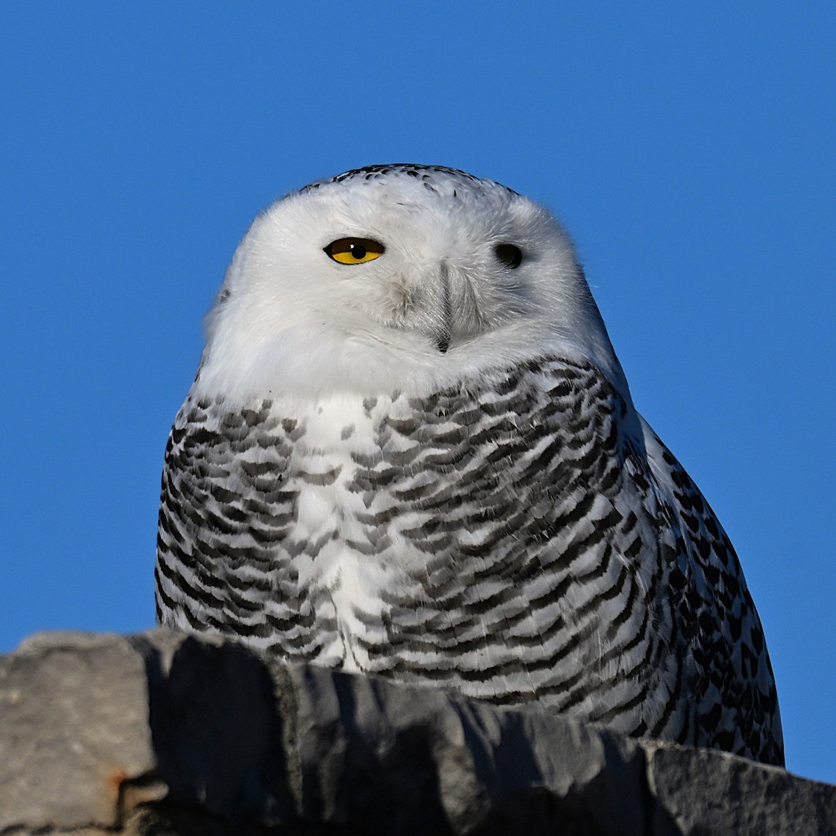 לילית שלג - ML646026856