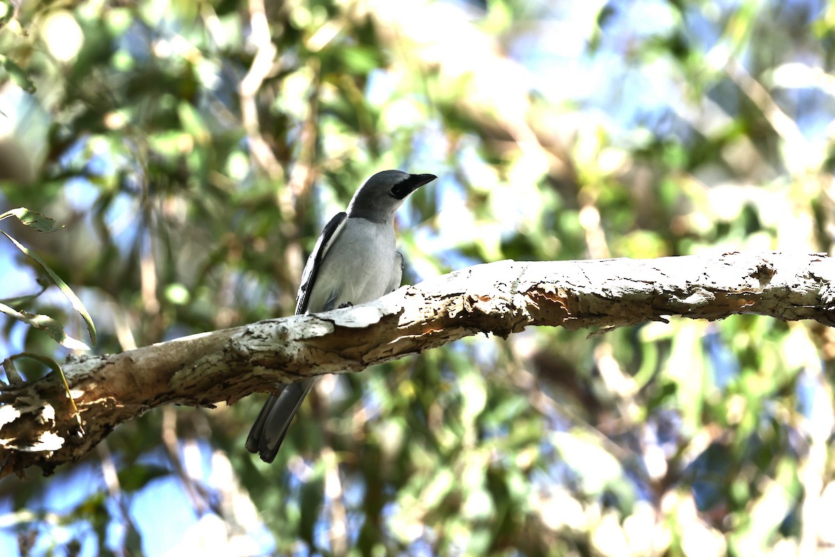White-bellied Cuckooshrike - ML646026857