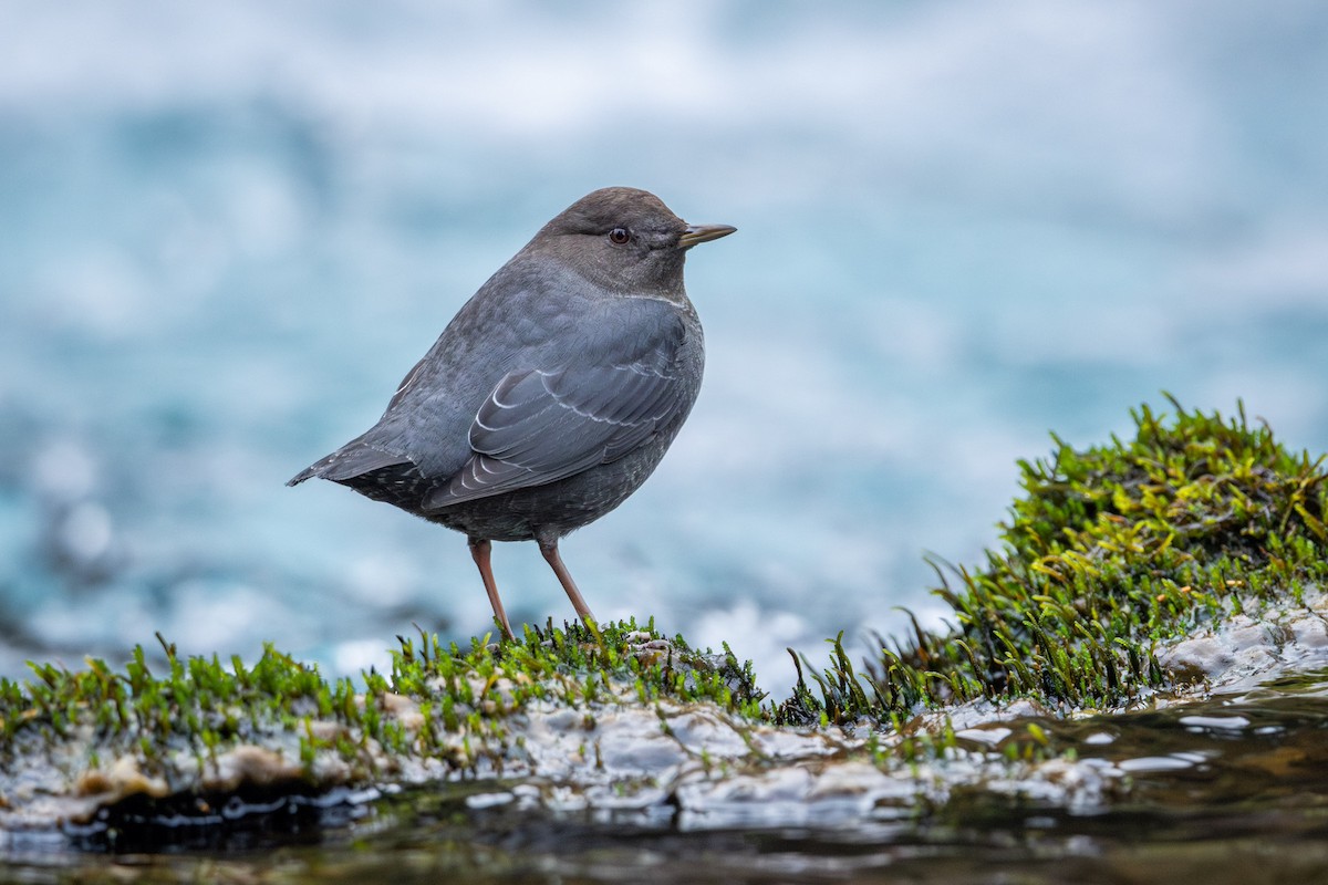 American Dipper - ML646026859