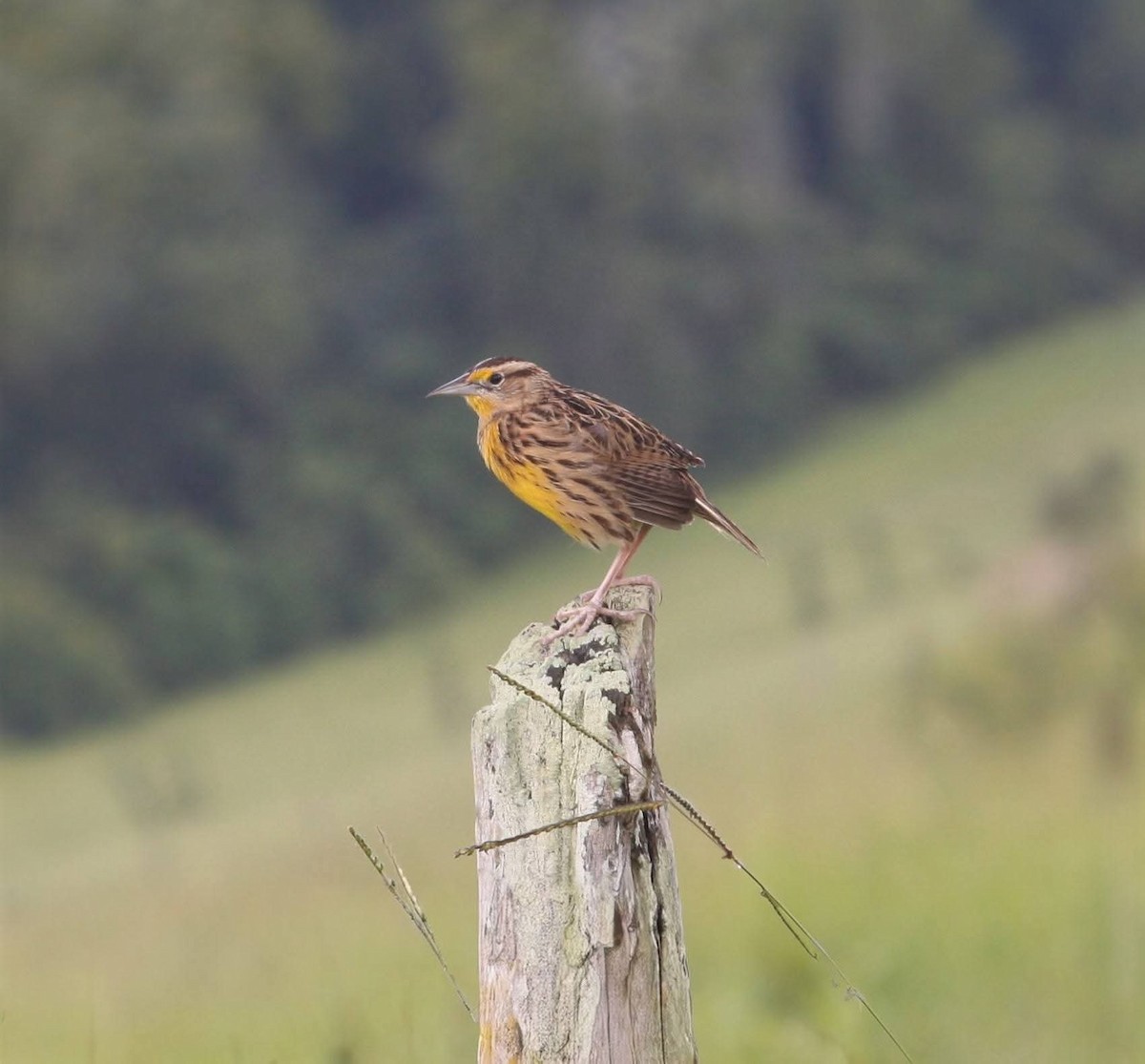 Eastern Meadowlark - ML646026860