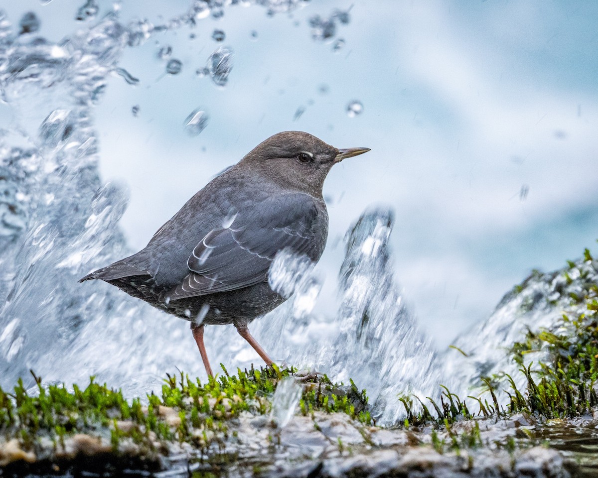 American Dipper - ML646026861