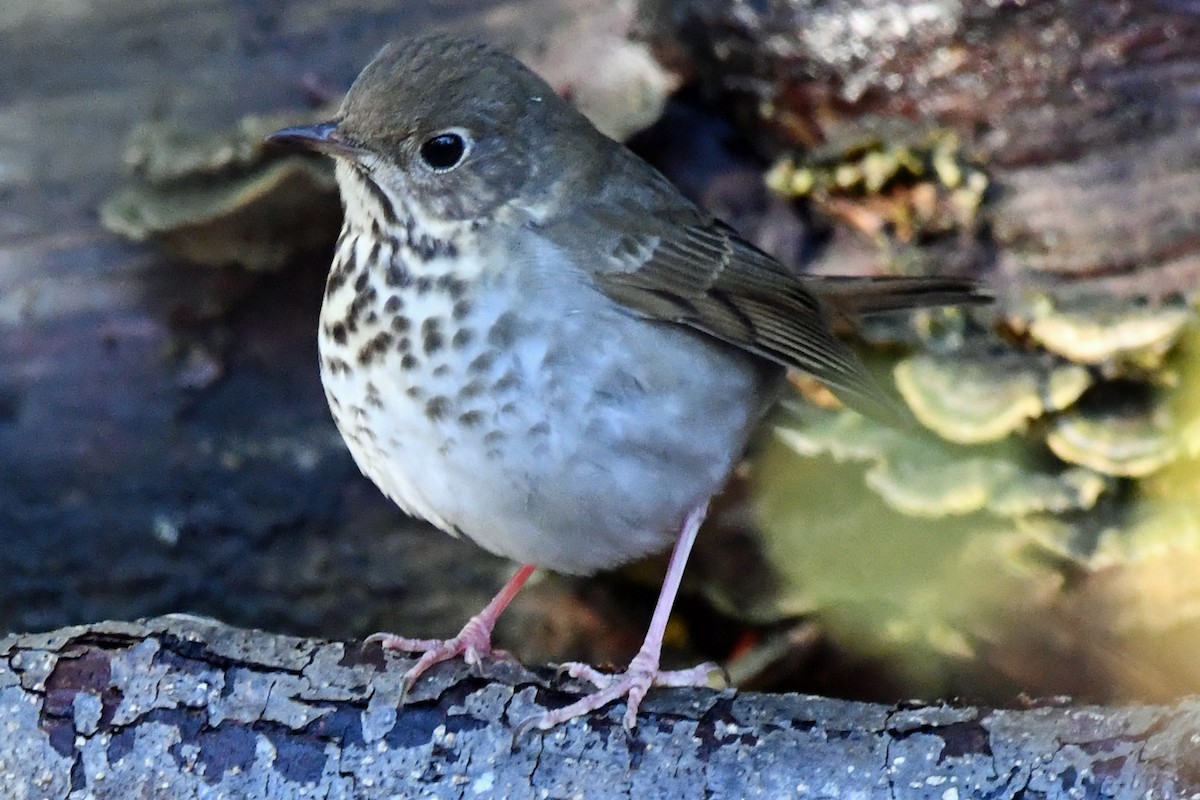 drozd rezavoocasý - ML646026864