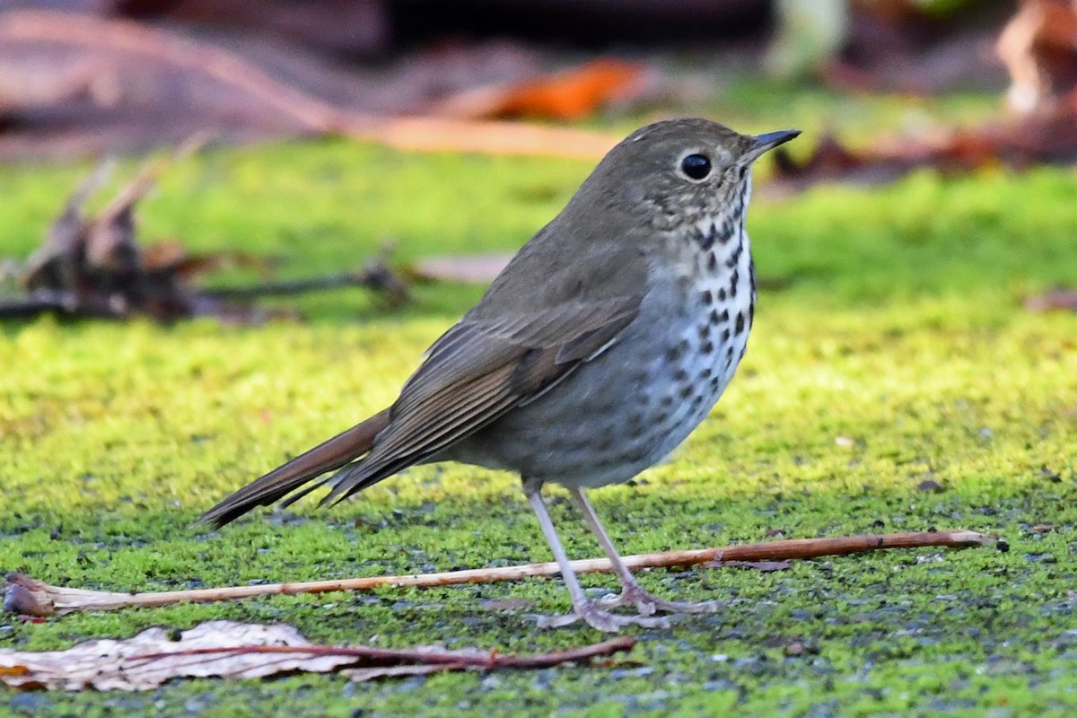 drozd rezavoocasý - ML646026865