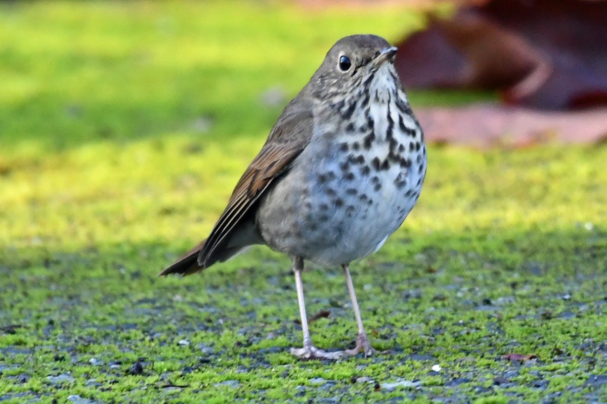 drozd rezavoocasý - ML646026866