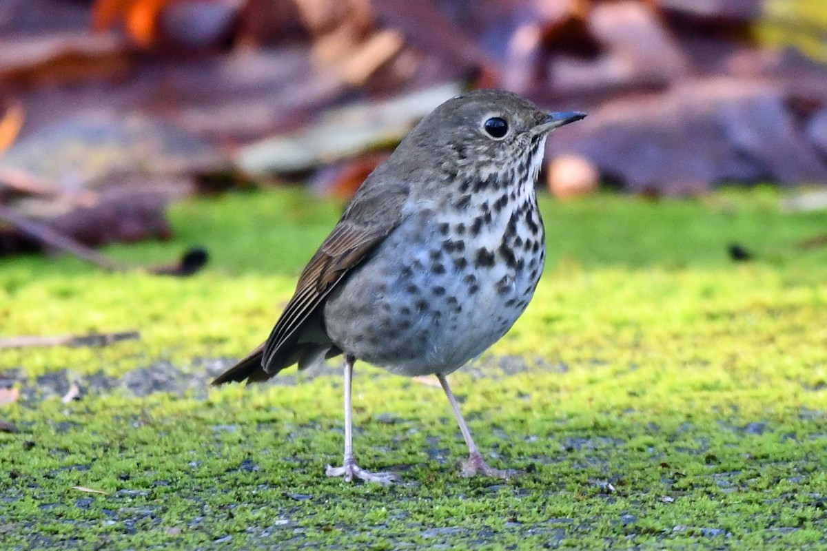 drozd rezavoocasý - ML646026867