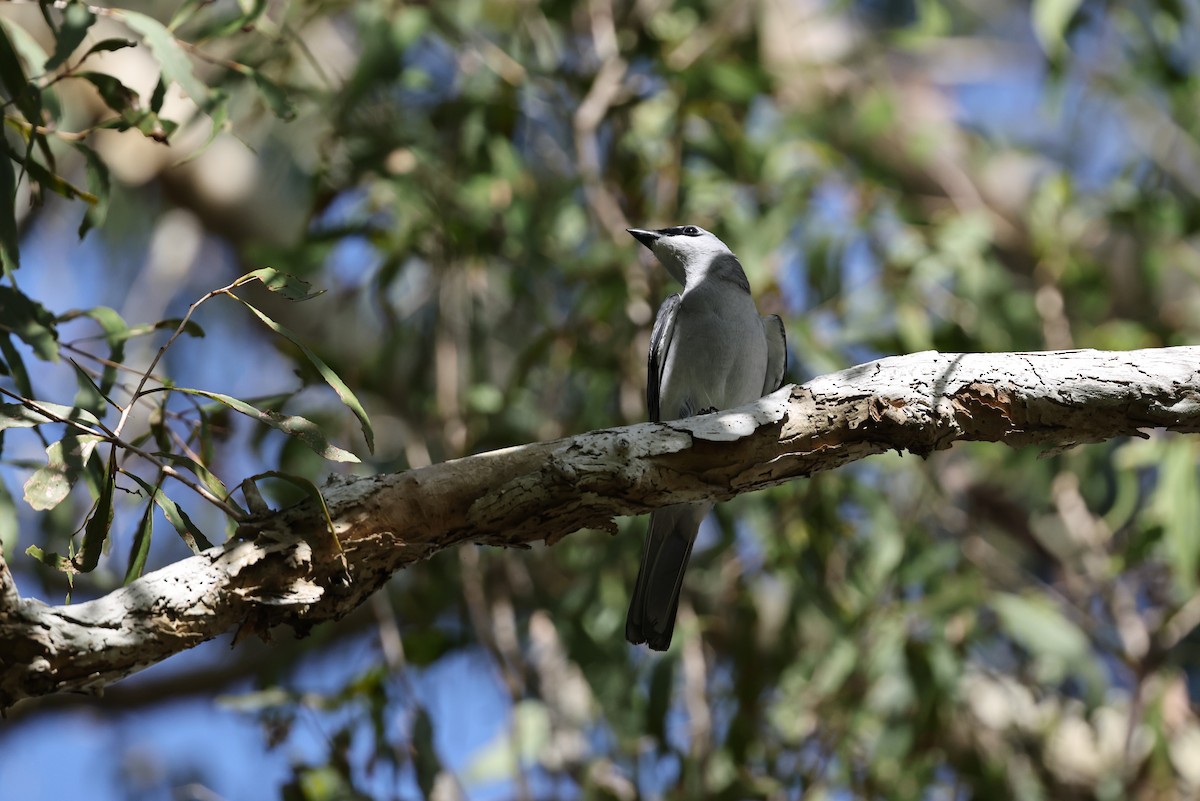 White-bellied Cuckooshrike - ML646026868
