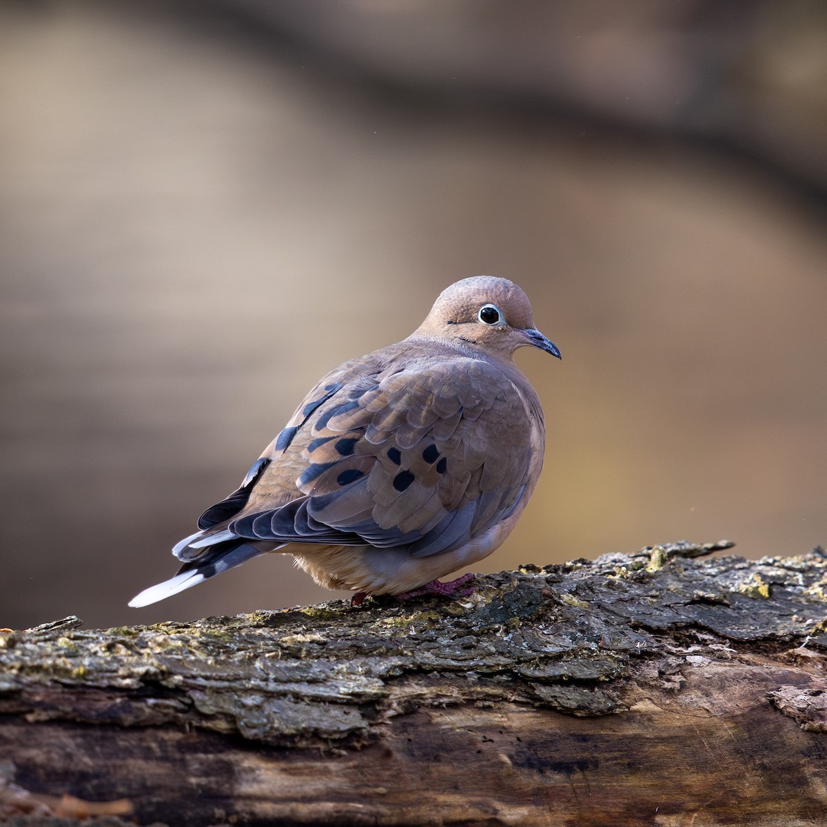 Mourning Dove - ML646026869