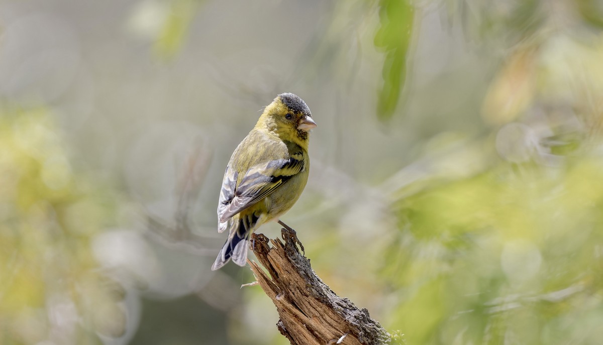 Black-chinned Siskin - ML646026874