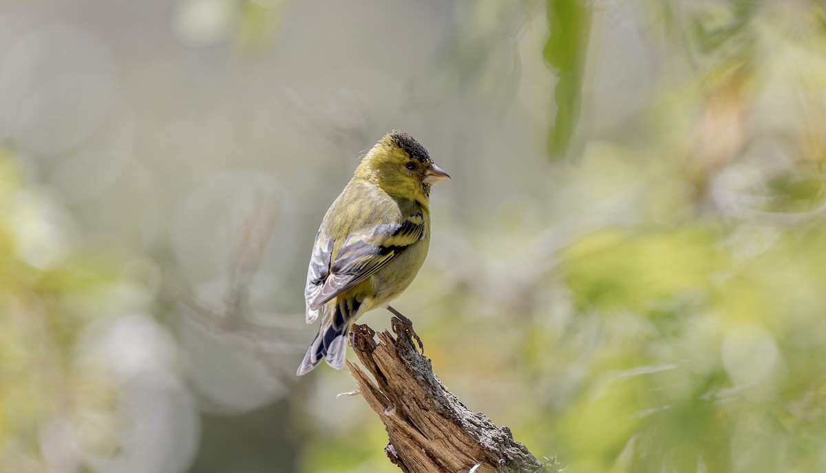 Black-chinned Siskin - ML646026875