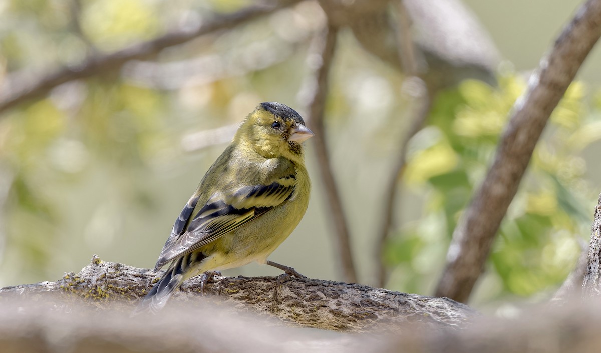 Black-chinned Siskin - ML646026876