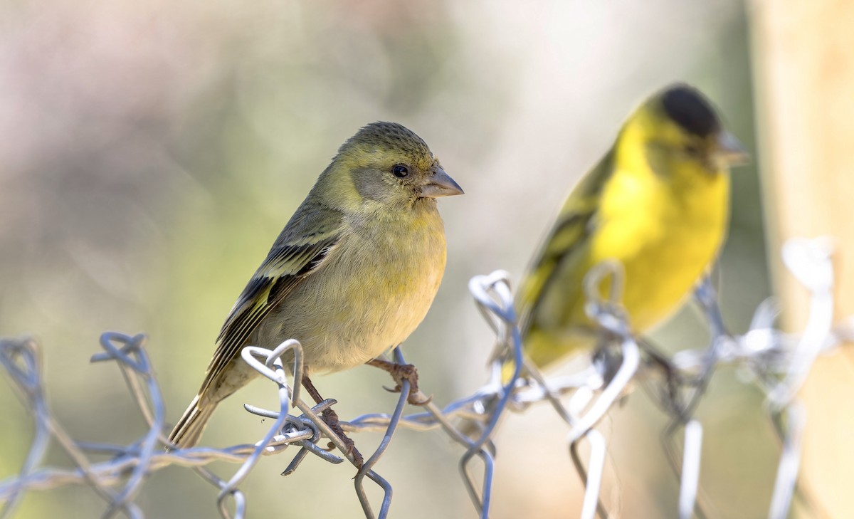Black-chinned Siskin - ML646026877