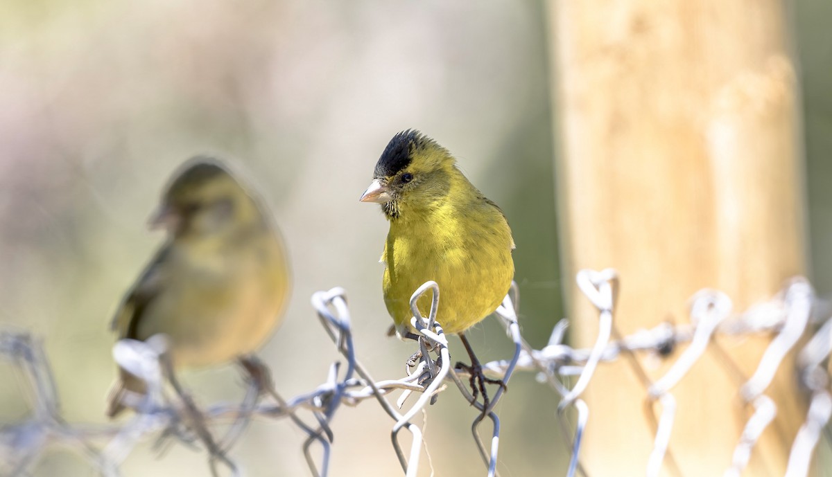 Black-chinned Siskin - ML646026878