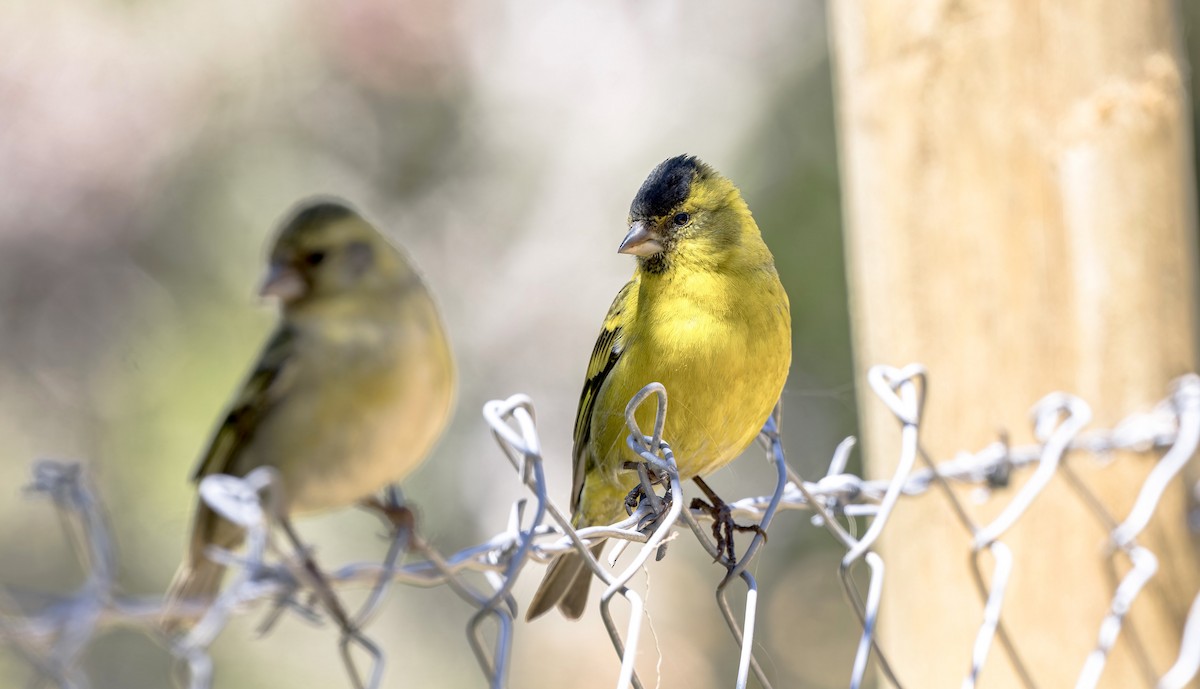 Black-chinned Siskin - ML646026879