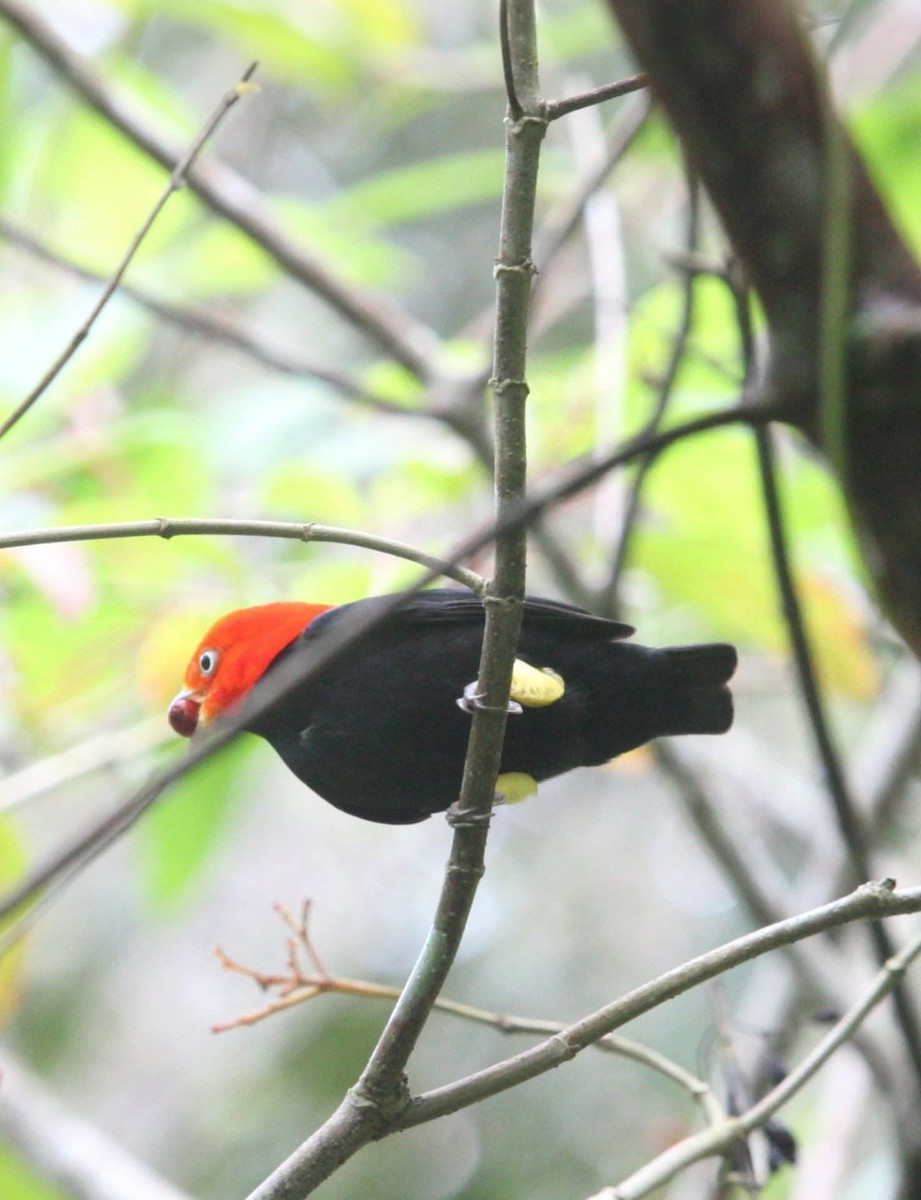 Red-capped Manakin - ML646026885