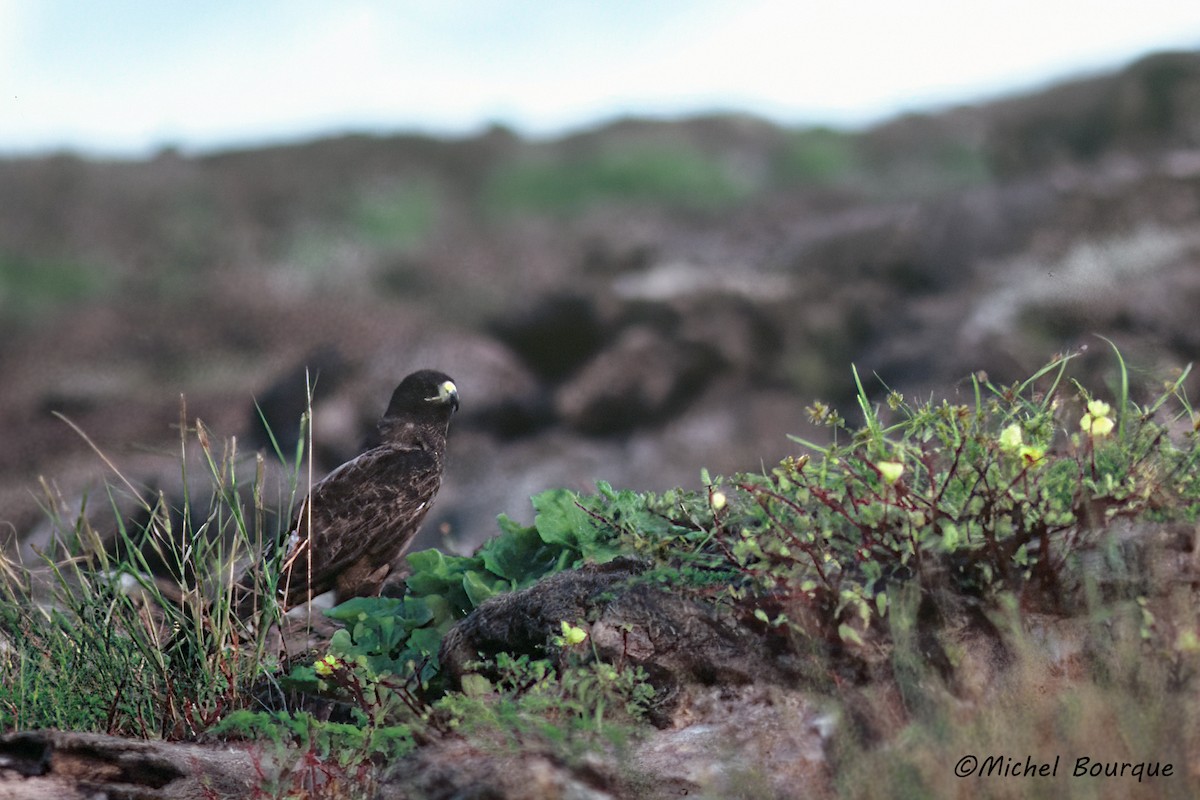 Galapagos Hawk - ML646026886