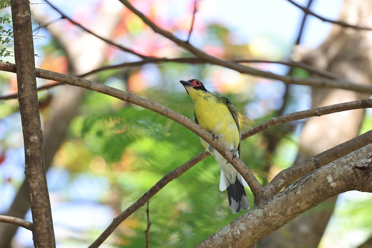 Australasian Figbird - ML646026887