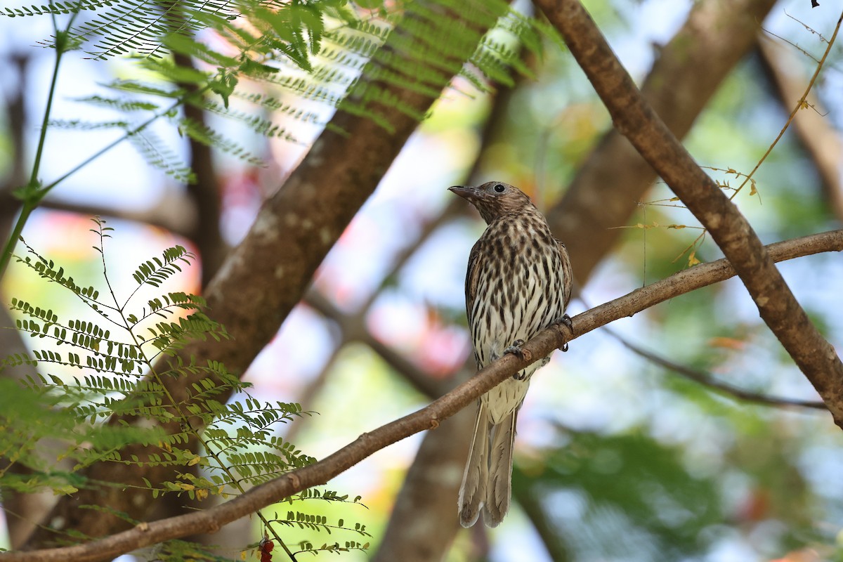 Australasian Figbird - ML646026898