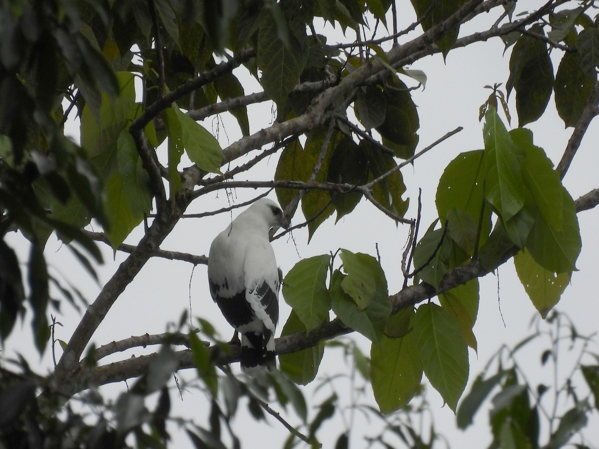 White Hawk - ML646026908