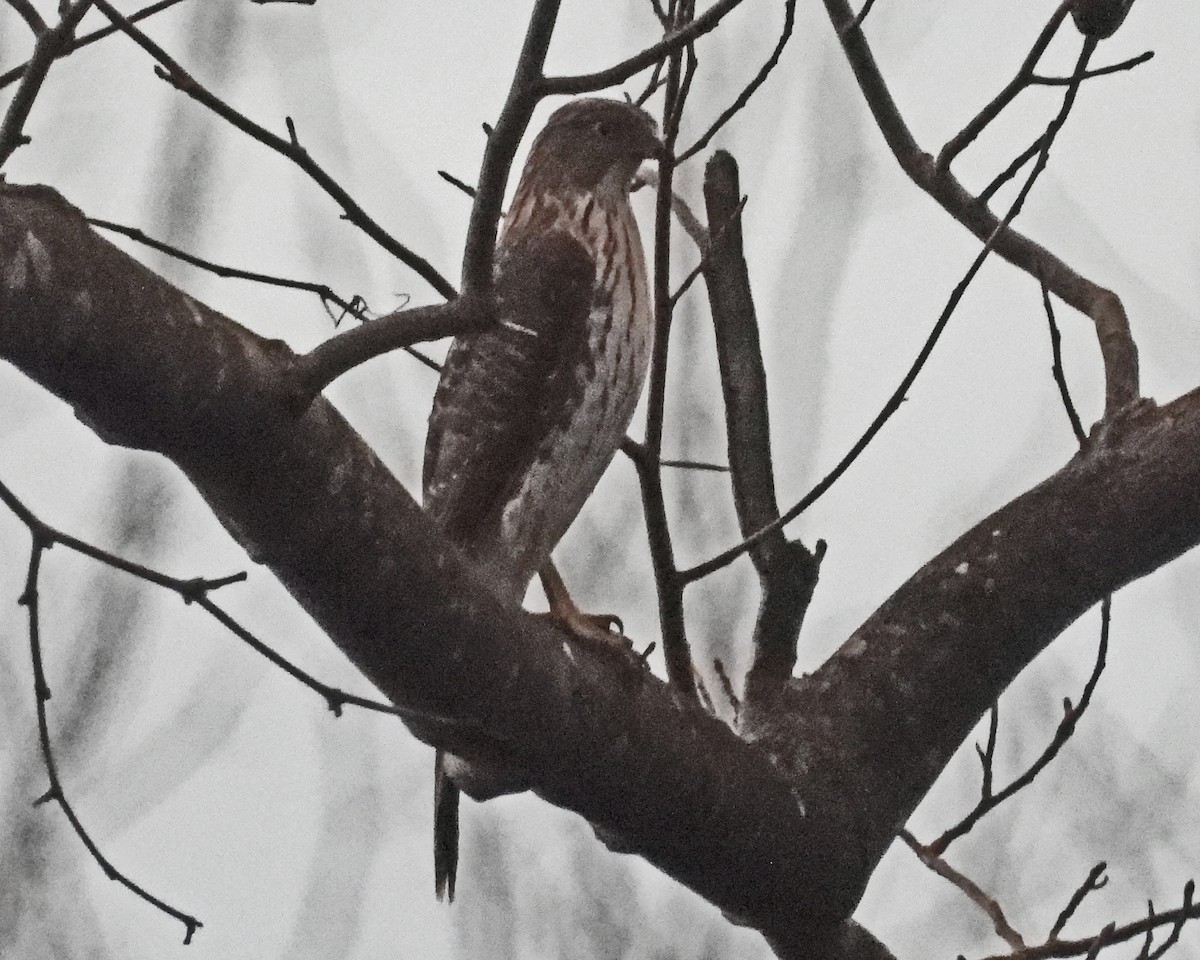 Cooper's Hawk - ML646026909
