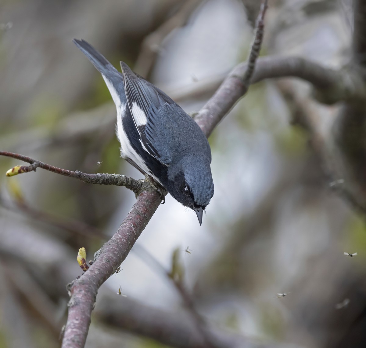 Black-throated Blue Warbler - ML646026915