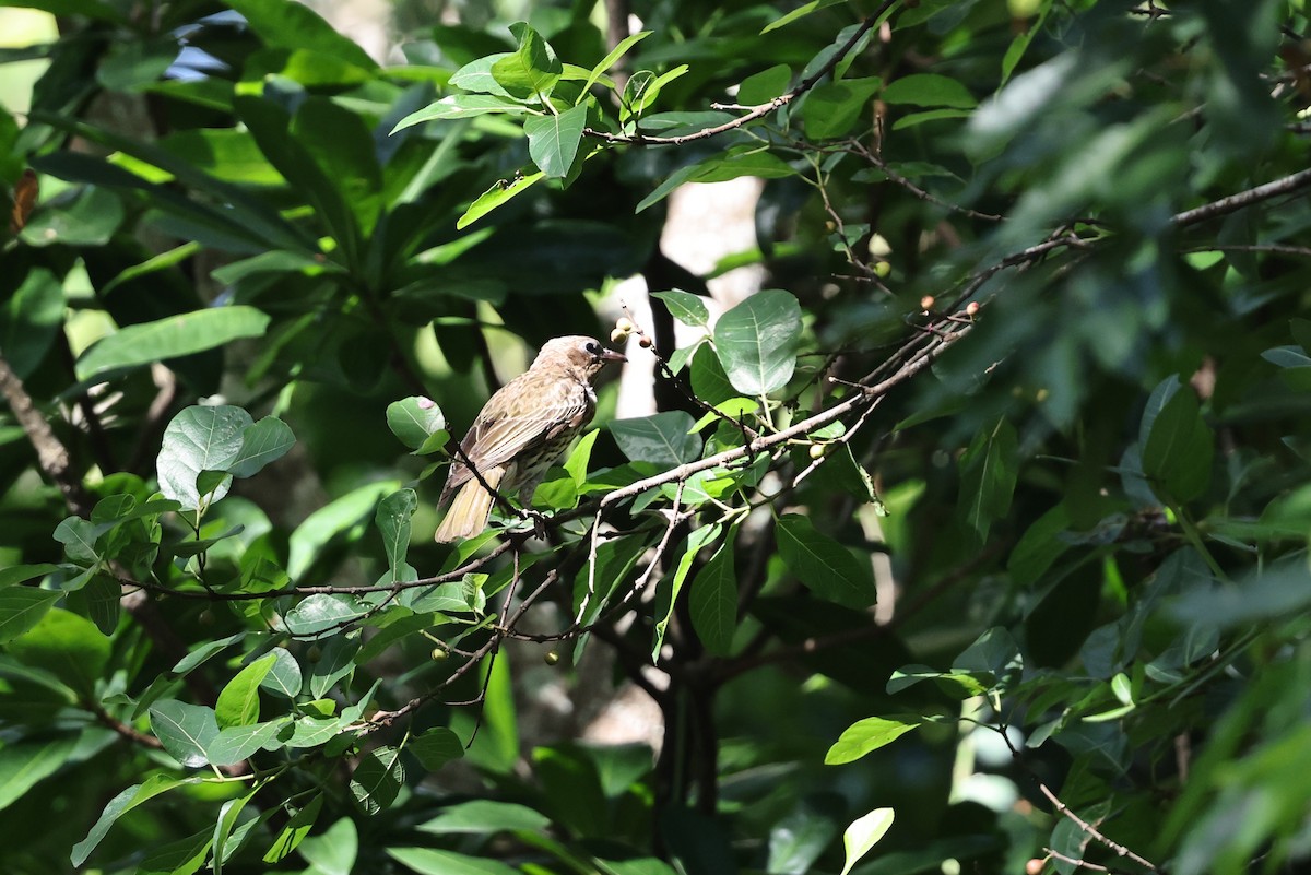 Australasian Figbird - ML646026919