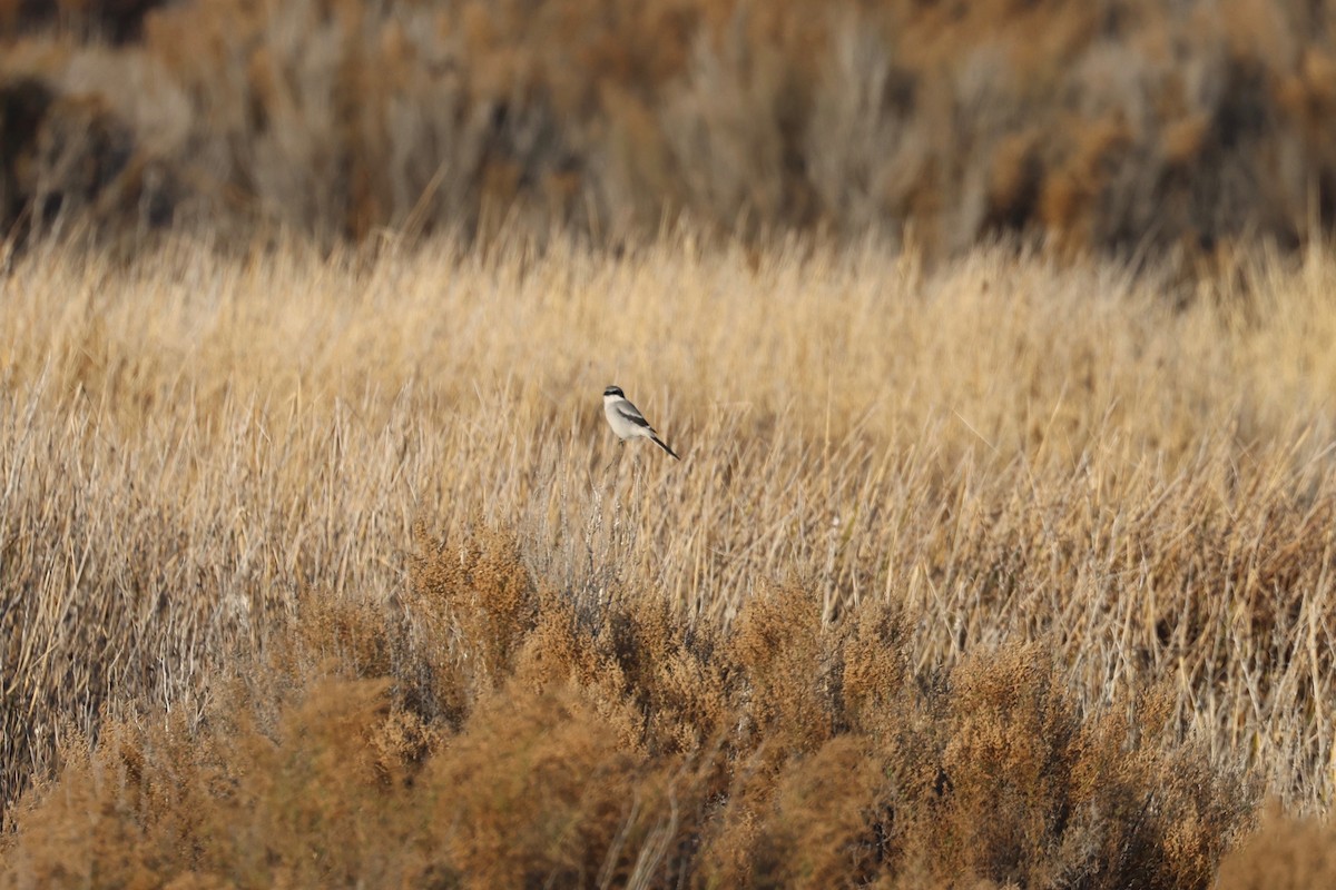 Loggerhead Shrike - ML646026925