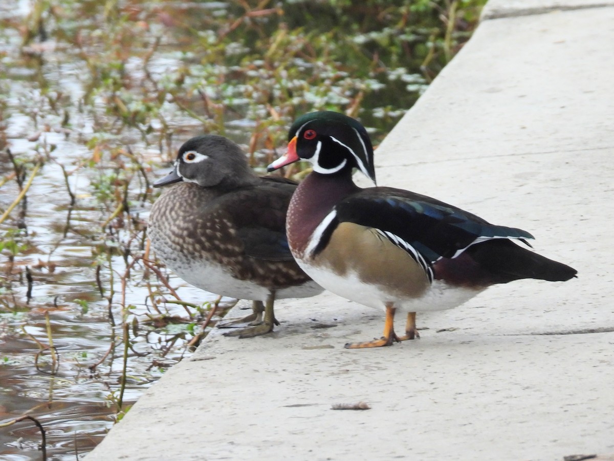 Canard branchu - ML646026928
