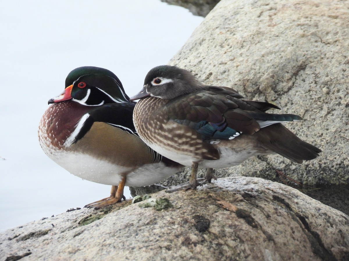 Canard branchu - ML646026929