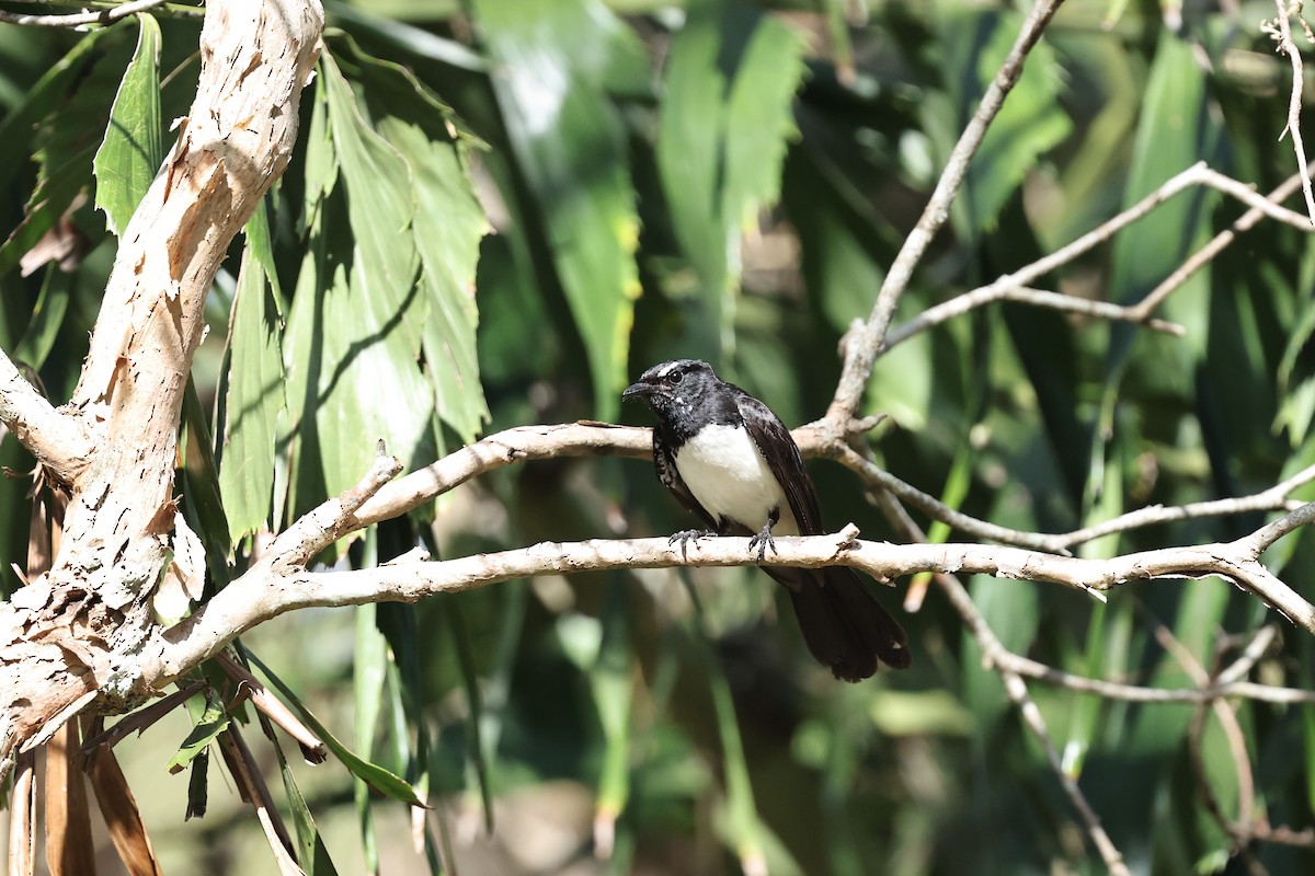 Willie-wagtail - ML646026931