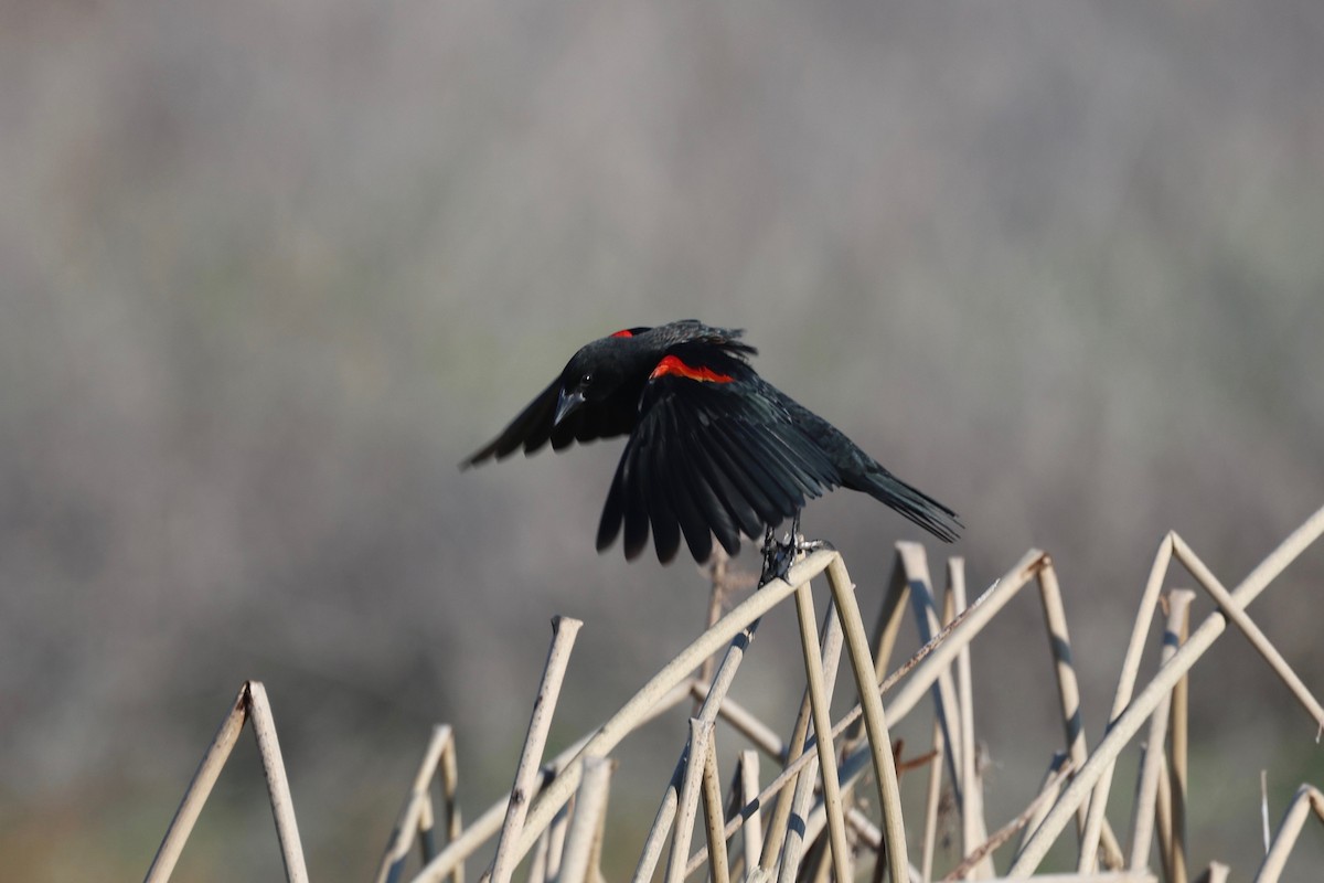 Red-winged Blackbird (California Bicolored) - ML646026937