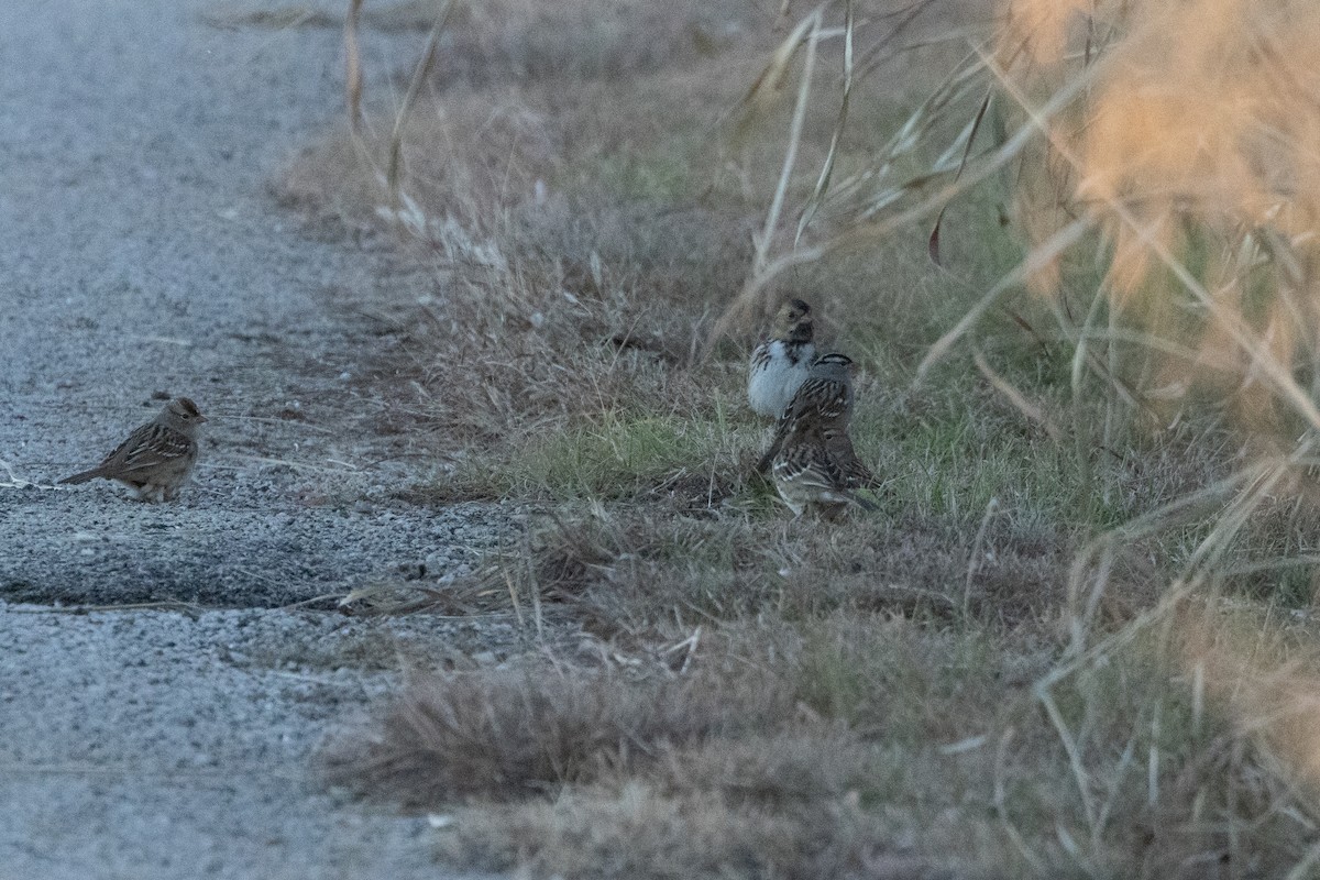 Harris's Sparrow - ML646026938