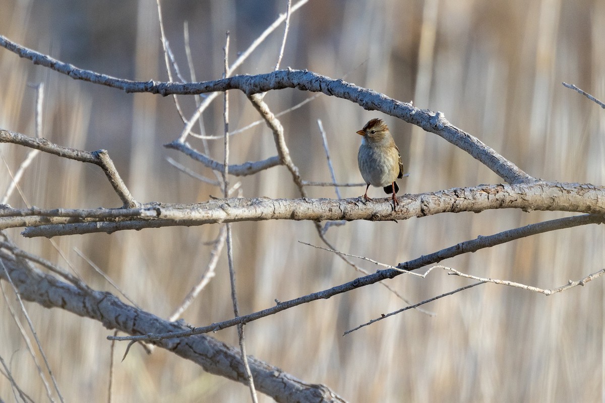 strnadec bělopásý (ssp. gambelii) - ML646026942