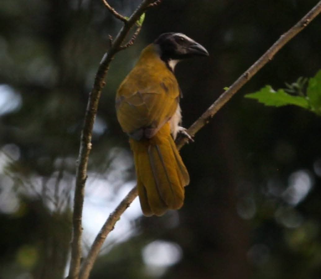 Black-headed Saltator - ML646026946