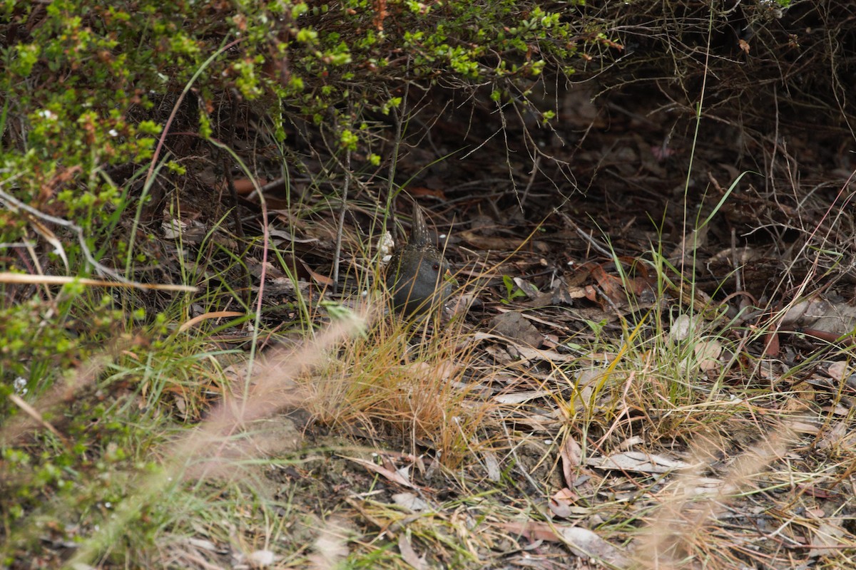 Australian Crake - ML646026947