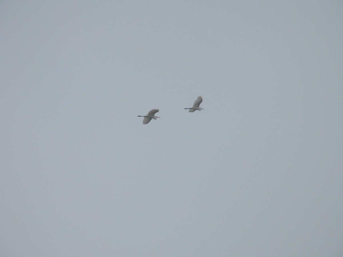 volavka bílá - ML646026949