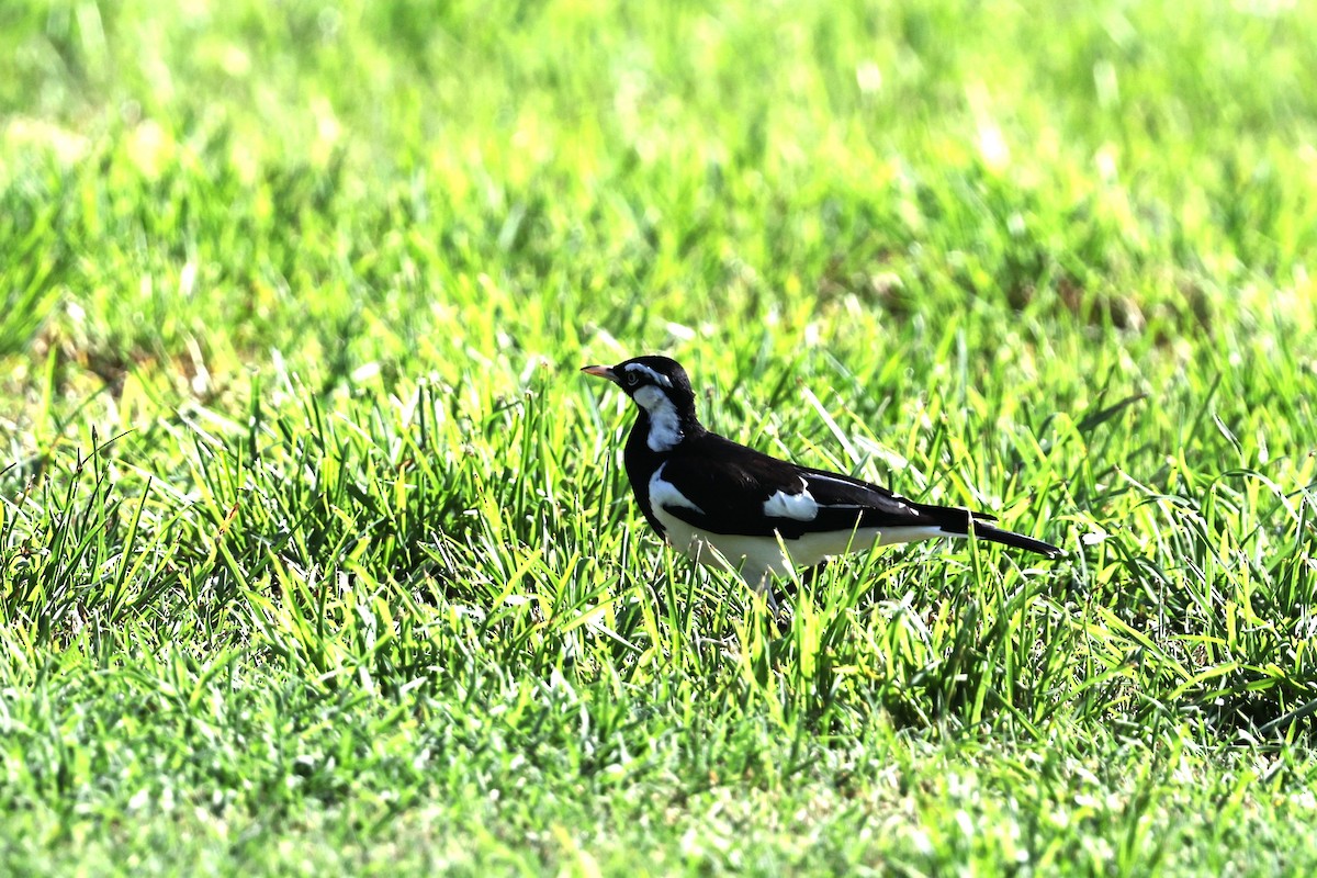 Magpie-lark - ML646026951