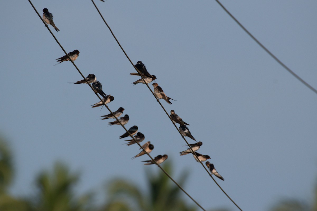 vlaštovka obecná - ML646026953