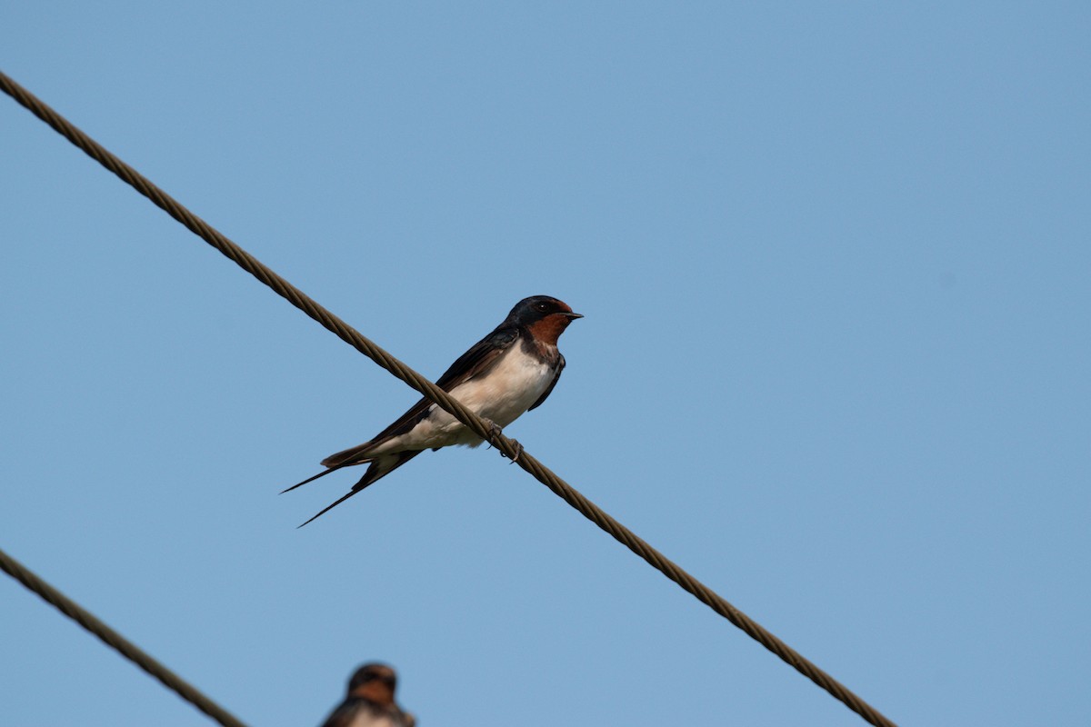 vlaštovka obecná - ML646026954