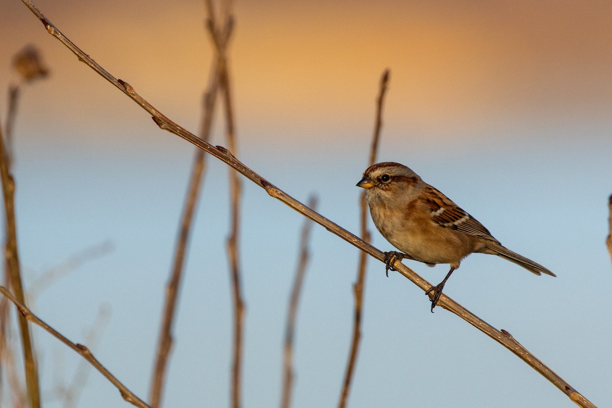 American Tree Sparrow - ML646026955