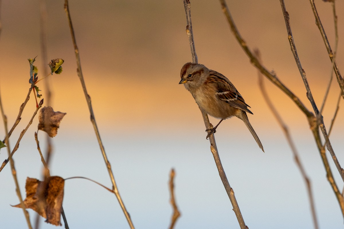 American Tree Sparrow - ML646026956