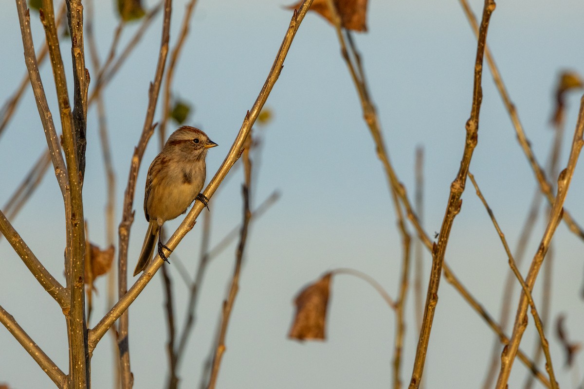 American Tree Sparrow - ML646026957