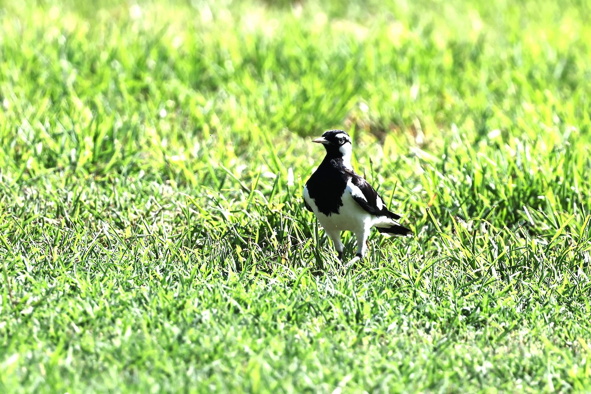 Magpie-lark - ML646026962